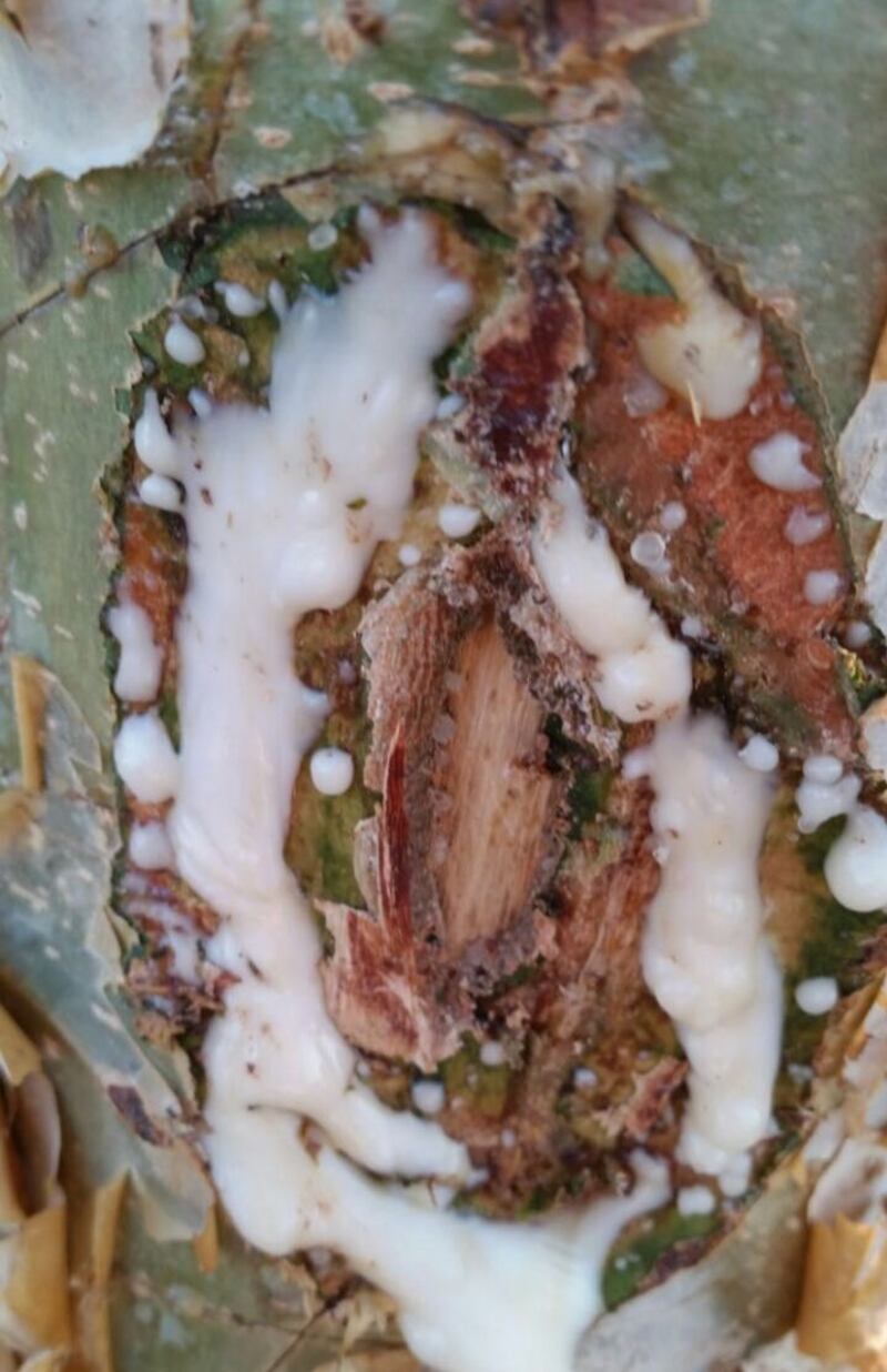 د.عبدالله باحجاج يكتب: دموع شجرة اللبان .. صيدلية كاملة للشفاء