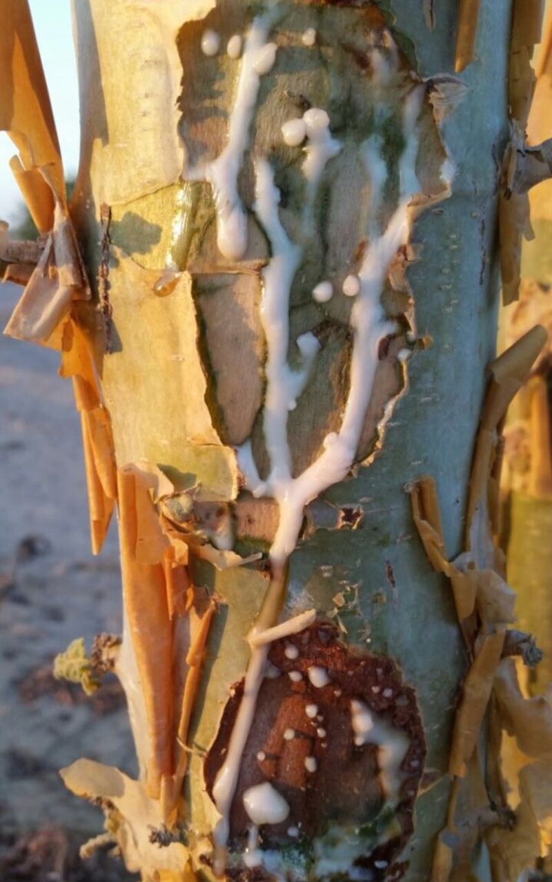 د.عبدالله باحجاج يكتب: دموع شجرة اللبان .. صيدلية كاملة للشفاء