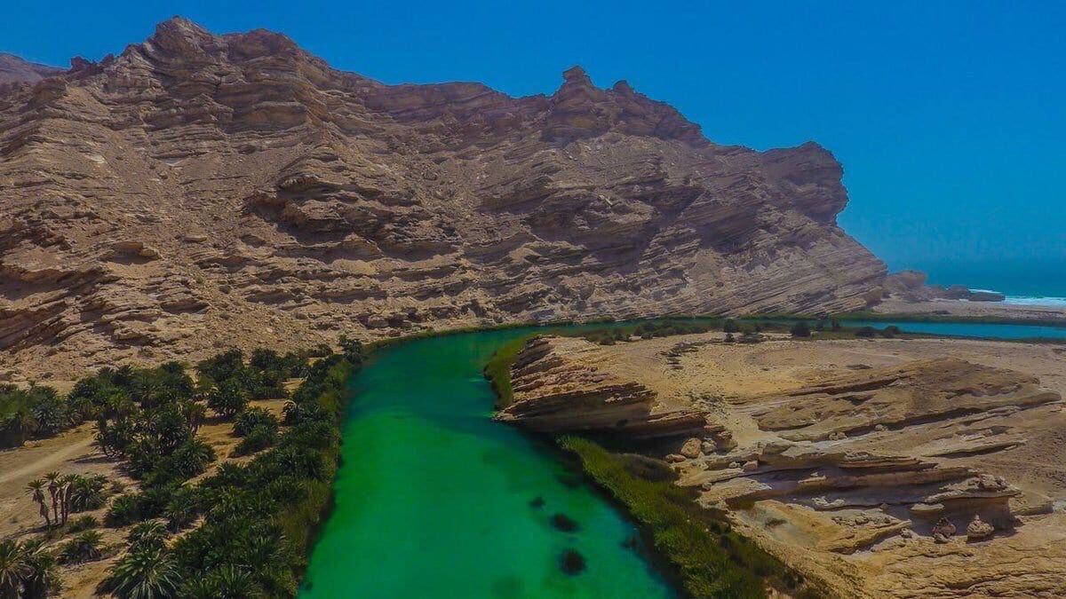 “نبات الخملاج” في سدح .. ضمن أغرب عشر نباتات في العالم
