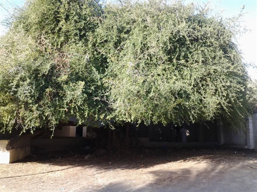 شجرة معمّرة لها أكثر من 5 أسماء في السلطنة