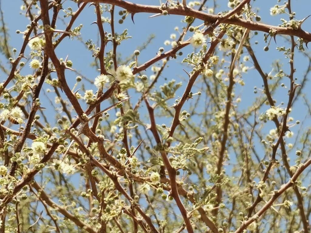 العسل وفيرٌ في ضنك