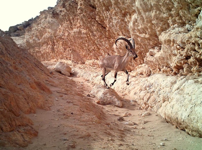 بالصور: دراسة بيئية حول الوعل النوبي في السلطنة