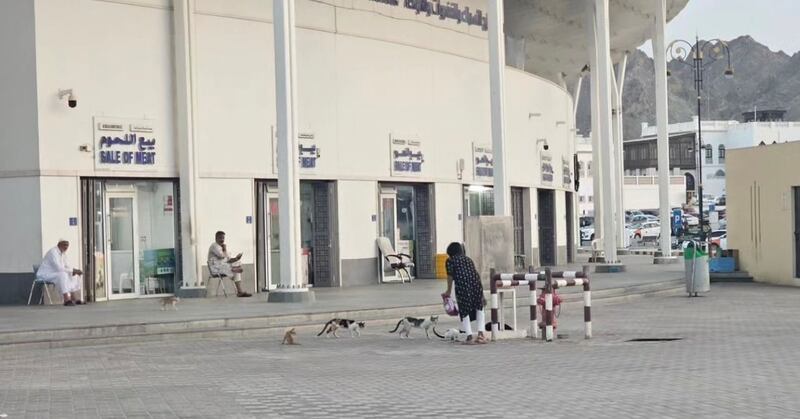 كانت تفعل الخير وجاء مقطع مرئي وأوقعها في قضية: ما حقيقة قصة “لابينا” مع قطط مطرح؟