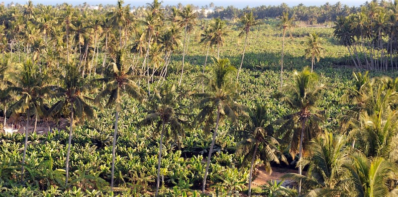 بالأرقام: تعرف على زراعة نخيل النارجيل في ظفار