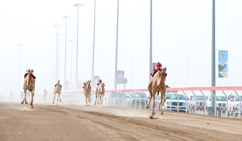 برعاية سمو السيد أسعد: إليك أسماء المطيات الفائزات في مهرجان البشائر لسباقات الهجن