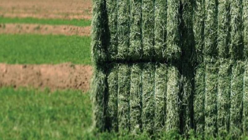 أكتوبر المقبل اكتمال مشروع مصنع إنتاج الأعلاف