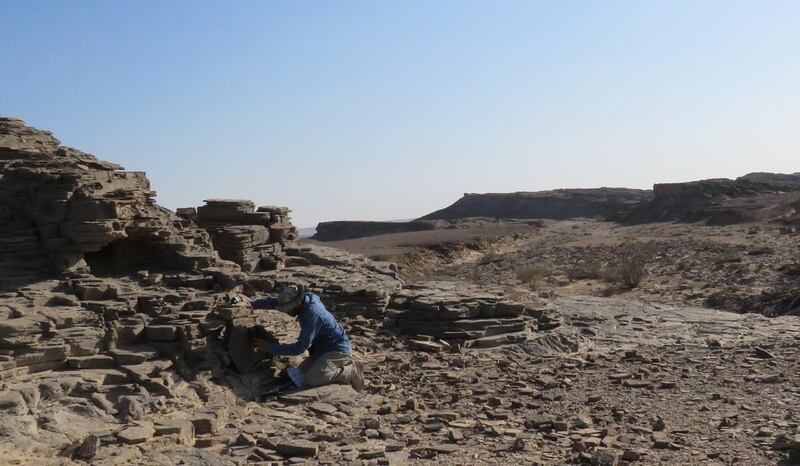 بالصور: دراسة بيئية حول الوعل النوبي في السلطنة