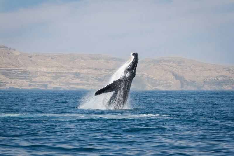 نفوق حوت من نوع مهدد بالانقراض؛ إليك معلومات عنه