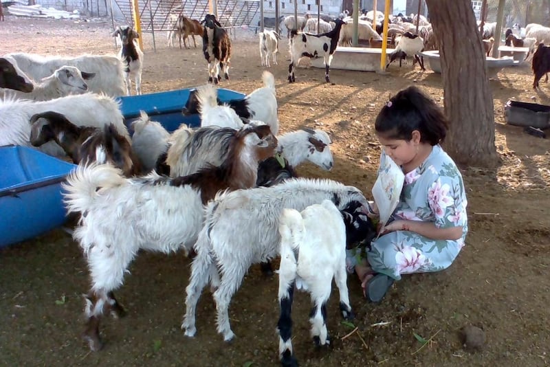 بالصور: طفلة عمانية تقرأ الكتب للحيوانات