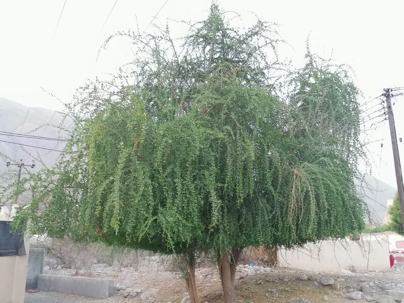 بلح الصحراء: دواء وغذاء؛ فماذا تعرف عنه؟