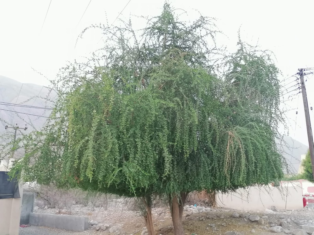 بلح الصحراء: دواء وغذاء؛ فماذا تعرف عنه؟