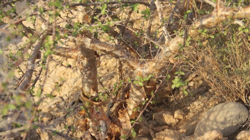 الأغلب أنك سمعت عن شجرة المقل، لكن هل قرأت عن فوائدها الكثيرة؟