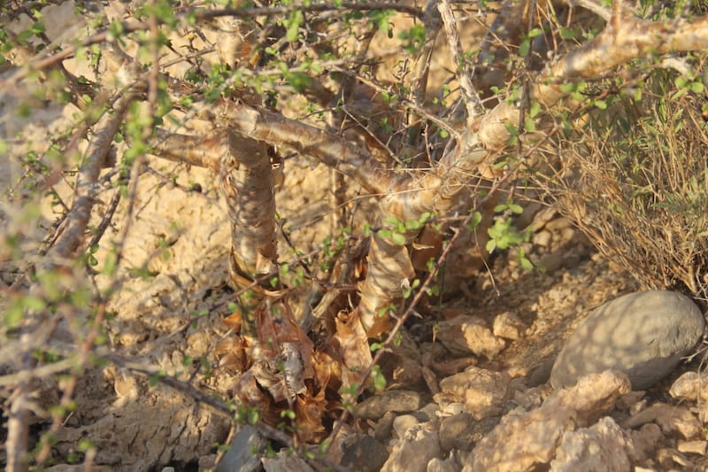 الأغلب أنك سمعت عن شجرة المقل، لكن هل قرأت عن فوائدها الكثيرة؟