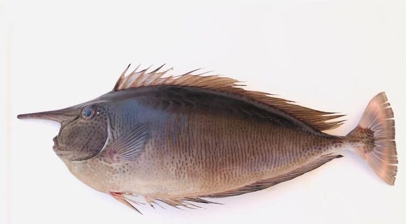 رصد نوع جديد من الأسماك في المياه العُمانية