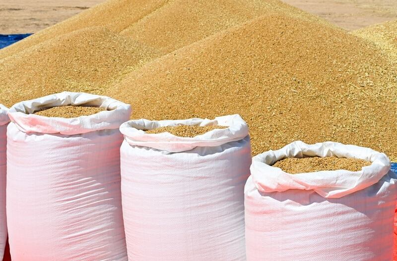 خيرات “النجد” تبدأ في الحصاد: آلاف الأطنان من القمح جاهزة