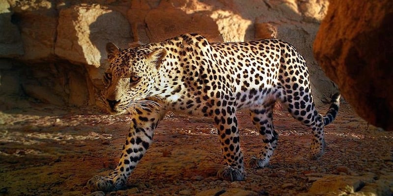 تُعد نادرة الحدوث عالميًا: رصد 3 نمور عربية تسير معًا في ظفار