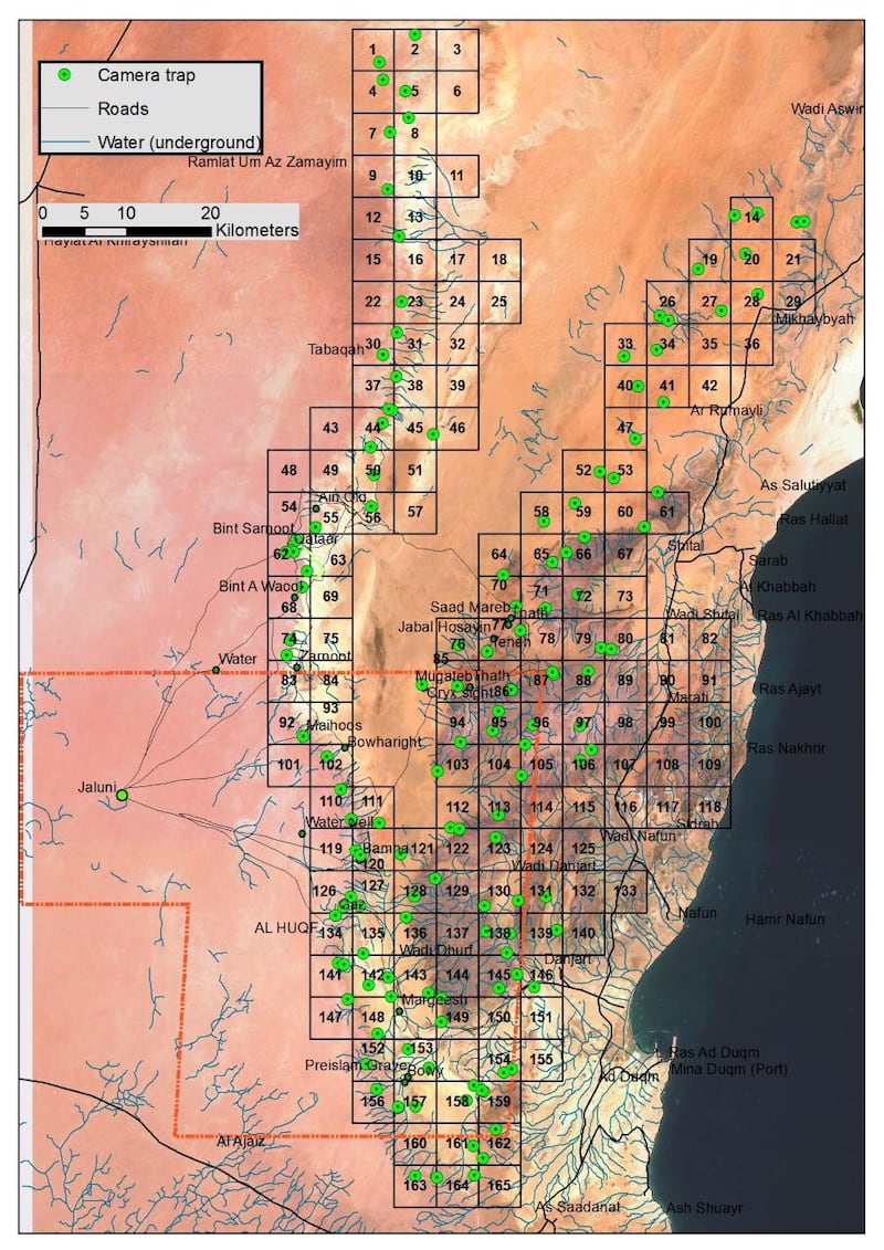 بالصور: دراسة بيئية حول الوعل النوبي في السلطنة