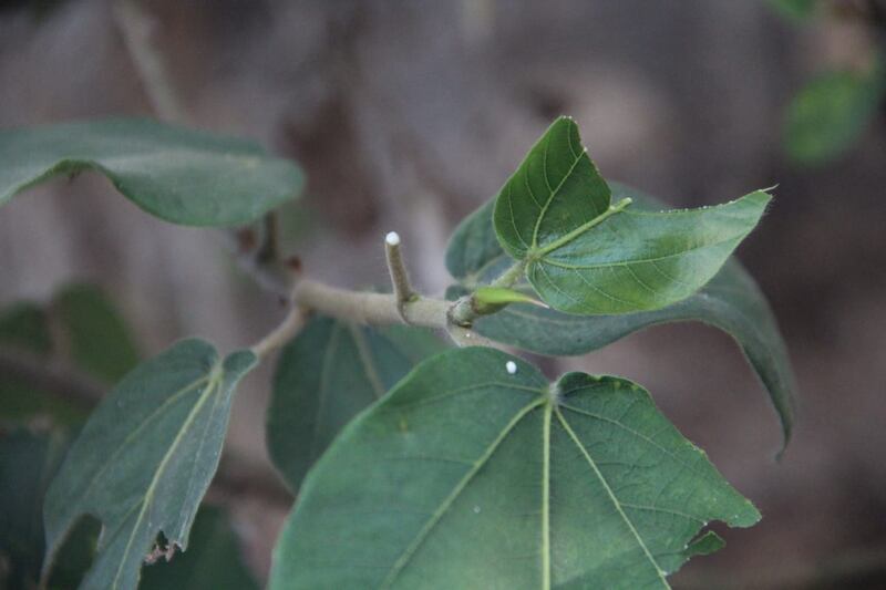 “السوقم” تثمر 4 مرات ولا تُرش بالمبيدات؛ فهل سمعت بها في ولايتك؟