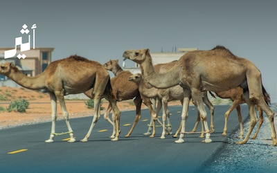 السجن والغرامة لمُلحقي الأذى بالحيوانات