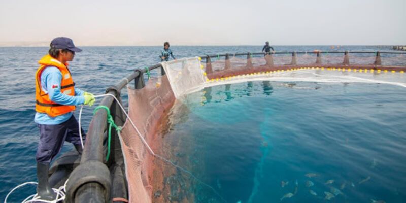 تقرير حديث: عُمان من أكبر منتجي الأسماك خليجيًا والنمو المتوقع أكثر من 5%