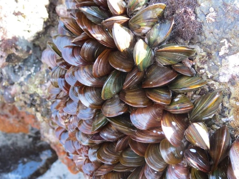 ماذا تعرف عن موسم الرحس الذي يستمر حتى أبريل؟