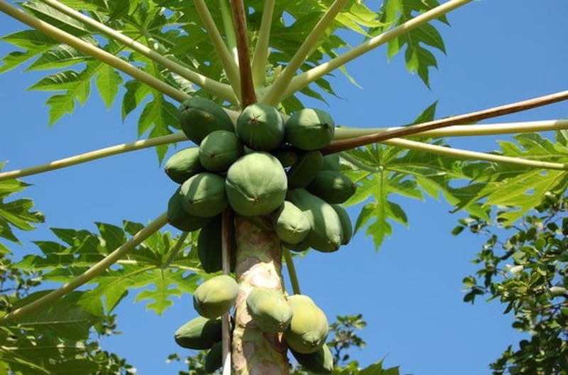 موجودة في السلطنة خصوصًا في ظفار: الباباظ” شجرة ذات فوائد غذائية وصحيّة