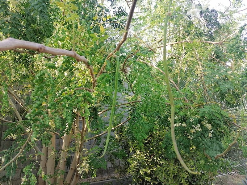 هل تهتم بزراعة “المورينجا”؟