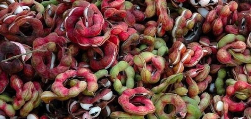 “اللوز الهندي” له مسميات وفوائد كثيرة؛ فهل سمعت به؟