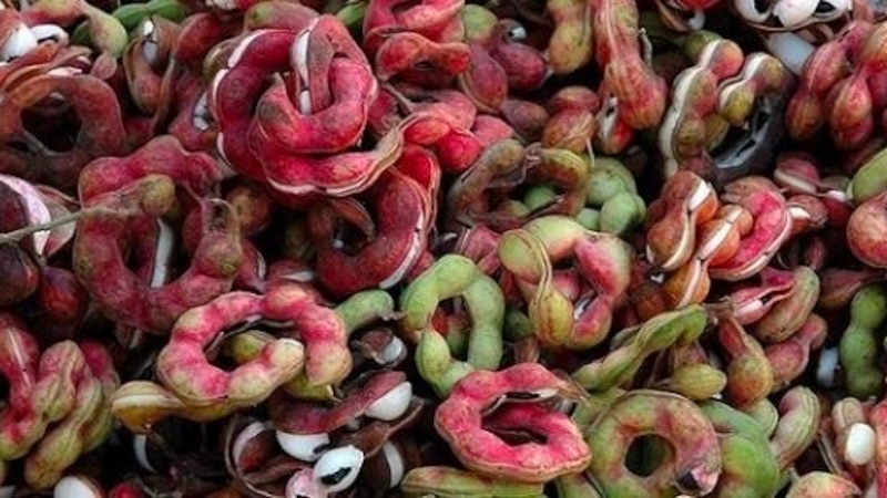 “اللوز الهندي” له مسميات وفوائد كثيرة؛ فهل سمعت به؟