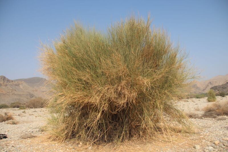 قرية عُمانية سُمِّيت بها: هل سمعت بـ “شجرة النار”؟