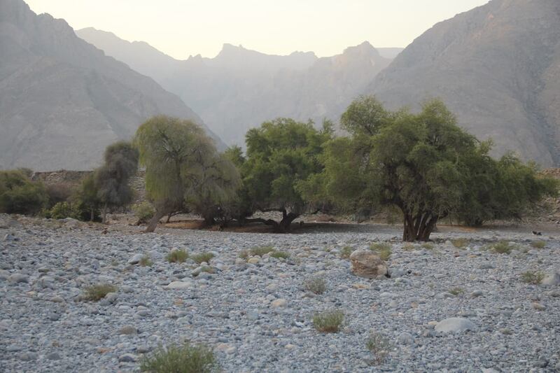 “السدرة” صيدلية متكاملة؛ فهل تعرف فوائدها؟