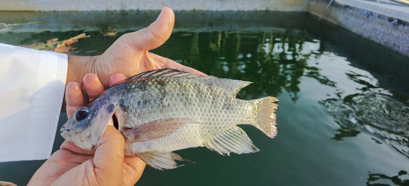 بجهود ذاتية: مواطن ينجح في زراعة أسماك البلطي