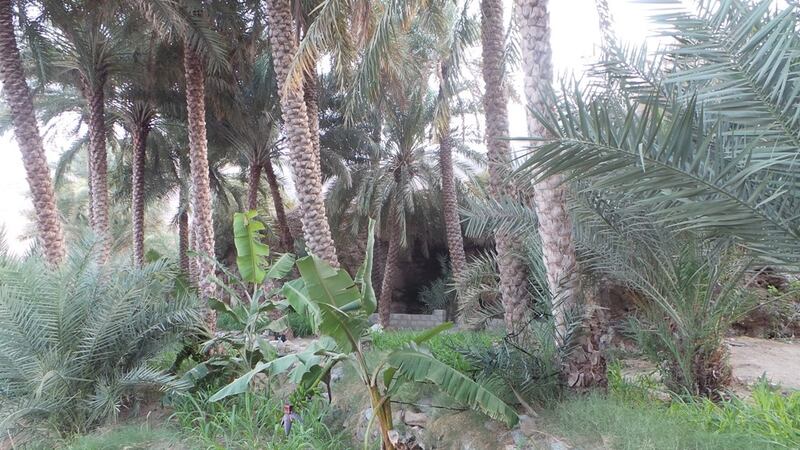 “العوينة” عين ماء عذبة دائمة الجريان