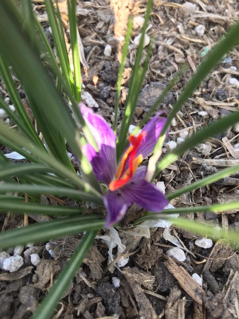 بنتائج مُذهلة: نجاح تجربة “الزعفران” في السلطنة