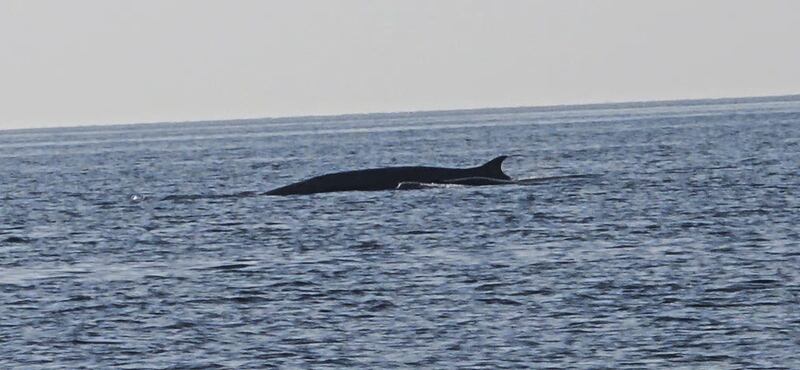 ماذا يعني رصد الحوت ”برايد“ في مسندم؟ 