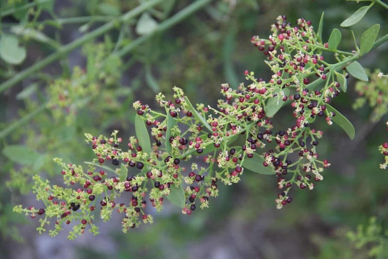تعرف على الشجرة التي تُسمّى ثمارها “الكباث”