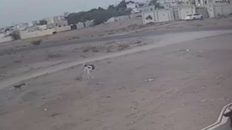 فيديو طالب المدرسة نموذجًا: هل من إجراءات للحد من خطورة الكلاب الضالة؟