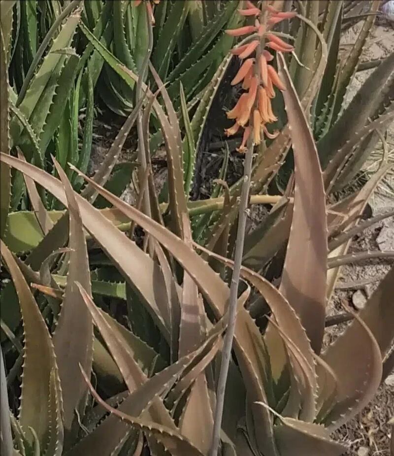 نوعان لها يوجدان في ظفار: ماذا تعرف عن “الألوة” واستخداماتها؟