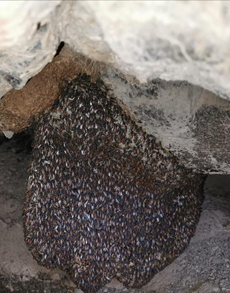 العسل وفيرٌ في ضنك