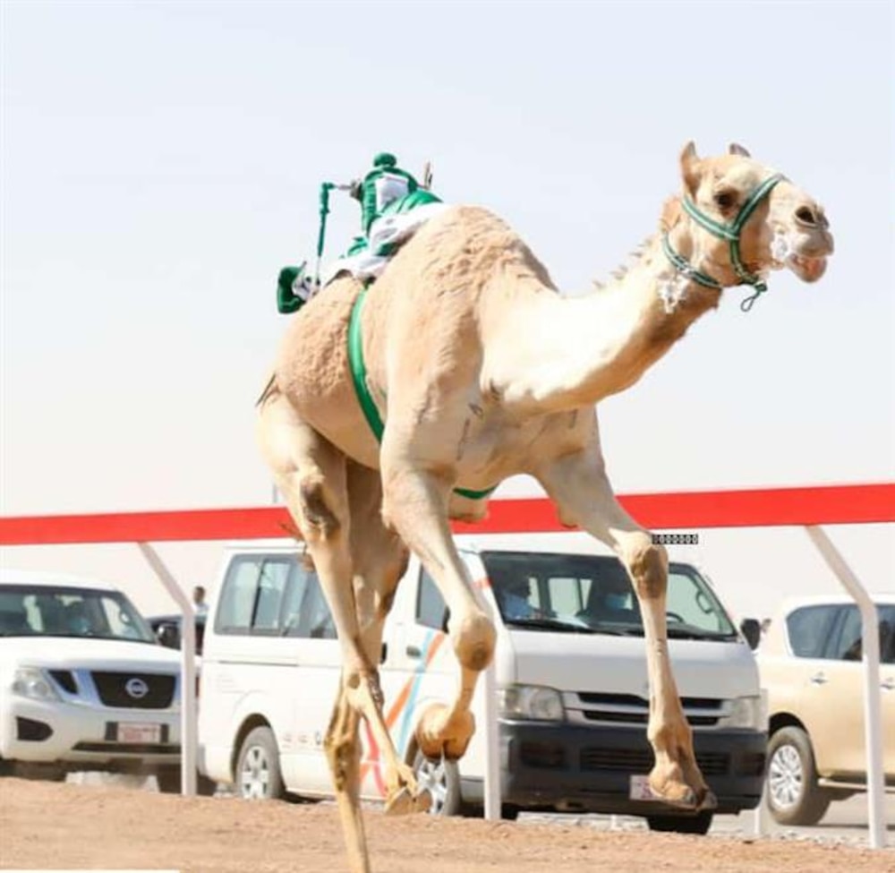 هجن البشائر ستُنافِس في قطر