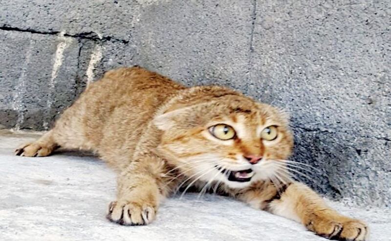 تسجيل أول قط بري بالسلطنة