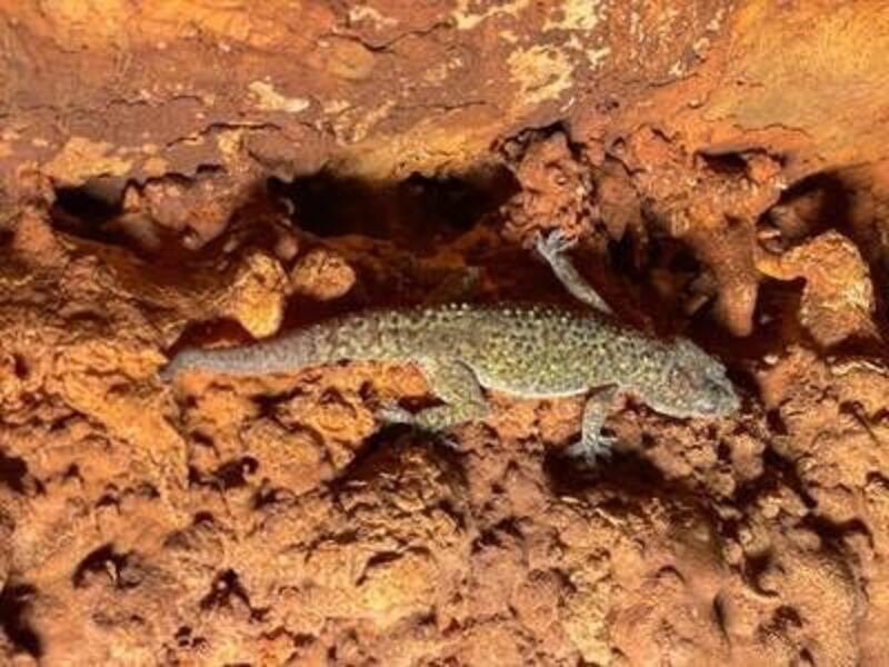 صحيفة ذا ناشيونال: الكهف الجديد في الجبل الأخضر يزيد آمال انتعاش السياحة في سلطنة عمان