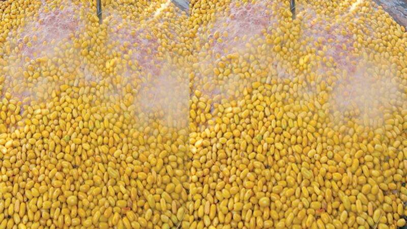 الانتهاء من إعداد مواصفة قياسية عمانية للبسور