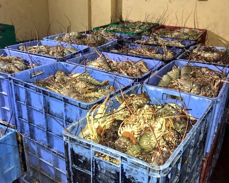 إجراءات قانونية ضد صائدي شارخة