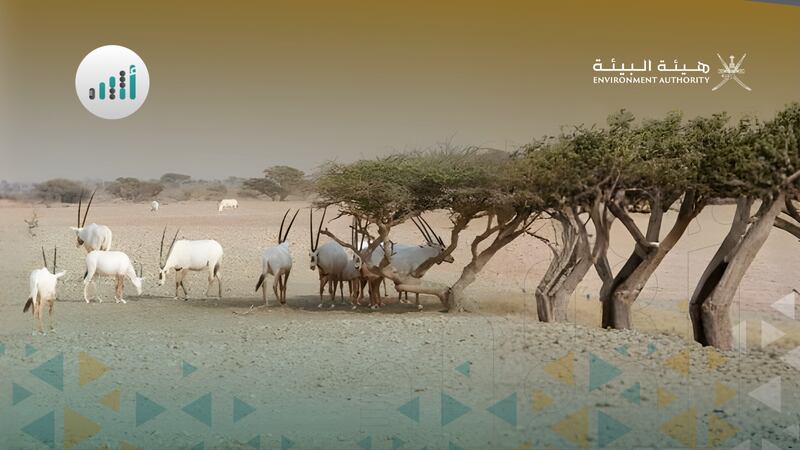 حصاد أخضر بالأرقام: ماذا أنجزت هيئة البيئة خلال الخطة الخمسية العاشرة؟