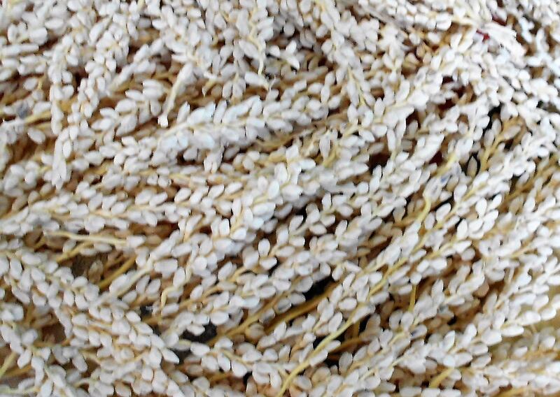 رحلة النخلة السنوية تبدأ بـ “التنبيت”، فما هو؟