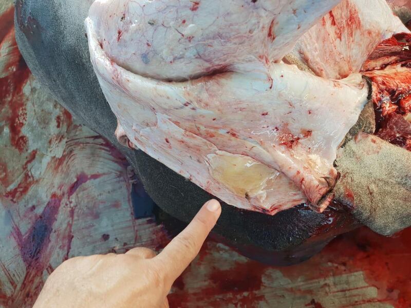 في بركاء: وافدون يبيعون مواشٍ مريضة ويوزعون لحومها على المطاعم والشركات