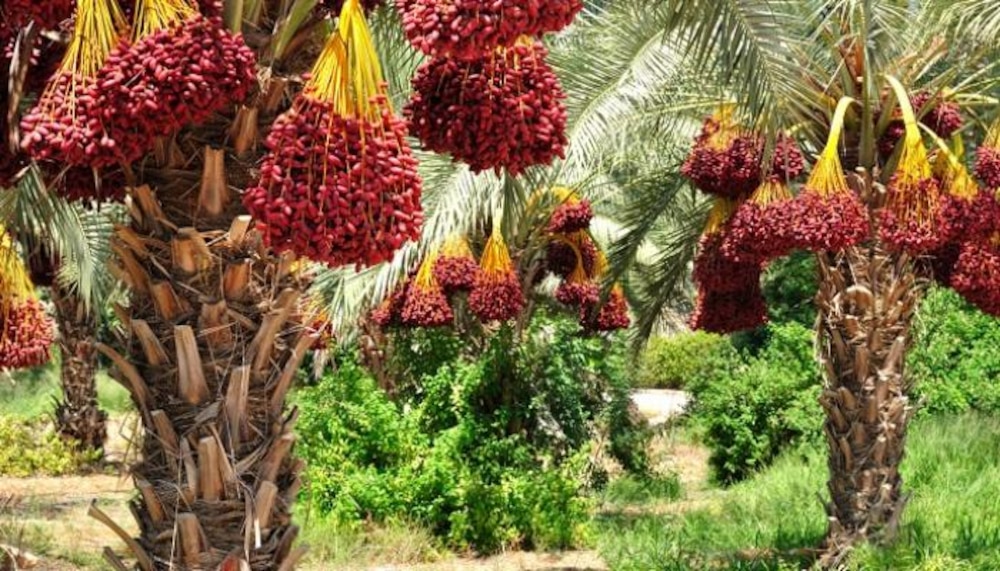 كأس الخليج سيكون في البصرة؛ فماذا تعرف عن هذه المدينة المُسمّاة بـ “خزانة العرب”؟