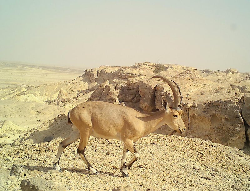 بالصور: دراسة بيئية حول الوعل النوبي في السلطنة