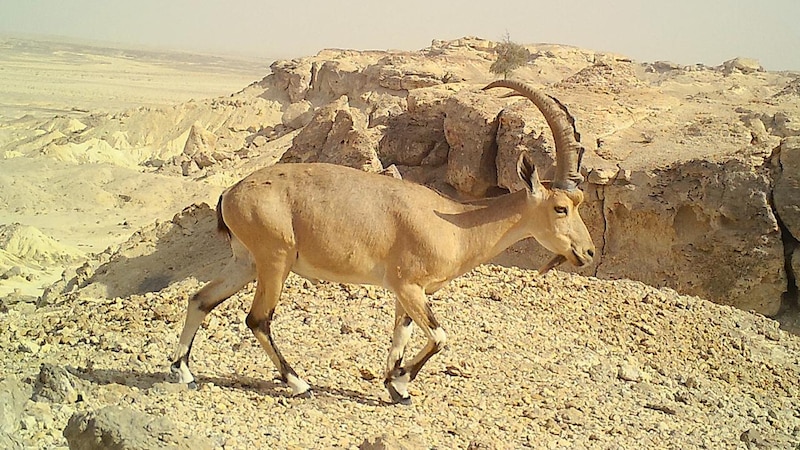 بالصور: دراسة بيئية حول الوعل النوبي في السلطنة